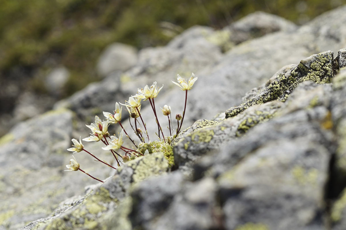 Flore alpine Flore alpine