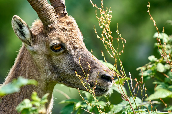 faune-alpine Randonnée faune alpine